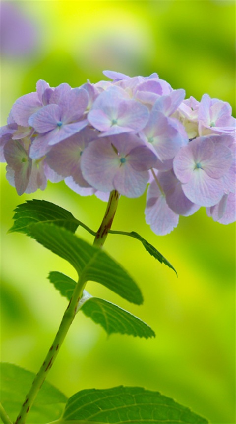 Hydrangea 紫陽花 アジサイ