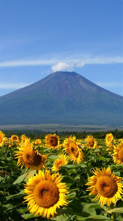 Mount Fuji 富士山