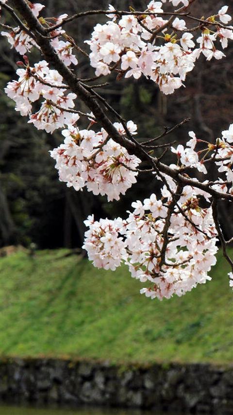 Cherry blossom 桜 サクラ