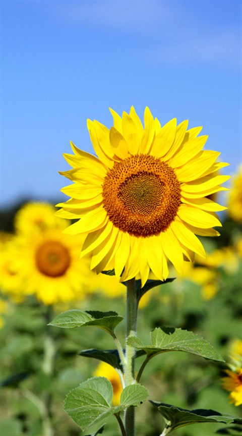 Sunflower 向日葵 ヒマワリ