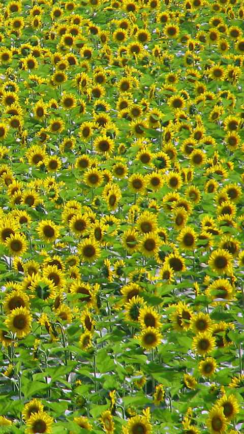 Sunflower 向日葵 ヒマワリ