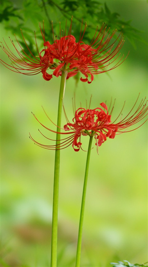 Red spider lily 彼岸花 曼珠沙華