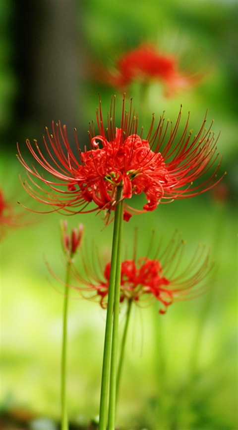 Red spider lily 彼岸花 曼珠沙華