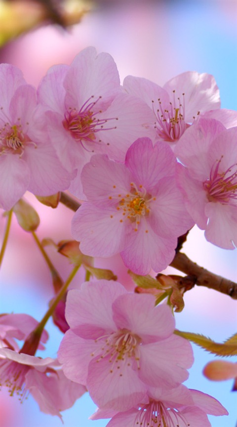 Cherry blossom 桜 サクラ