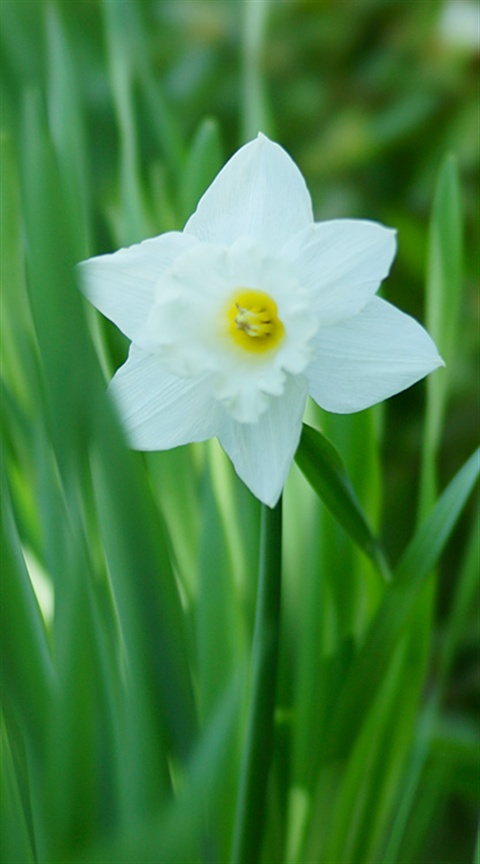 Narcissus 水仙 スイセン