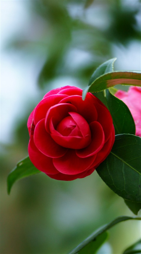 Camellia 椿 ツバキ
