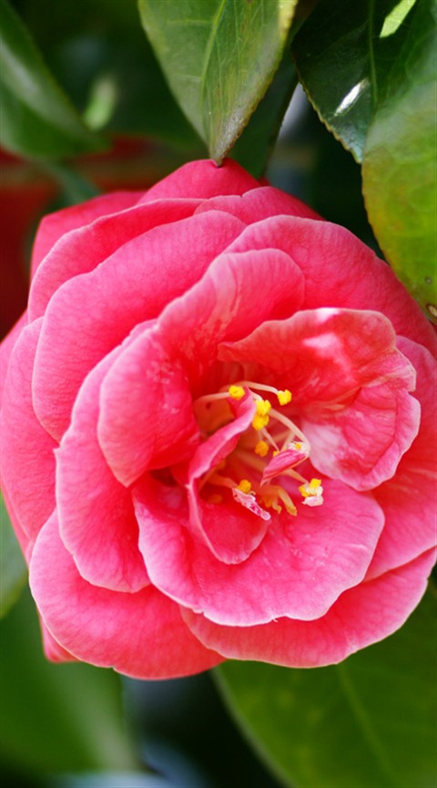 Camellia 椿 ツバキ
