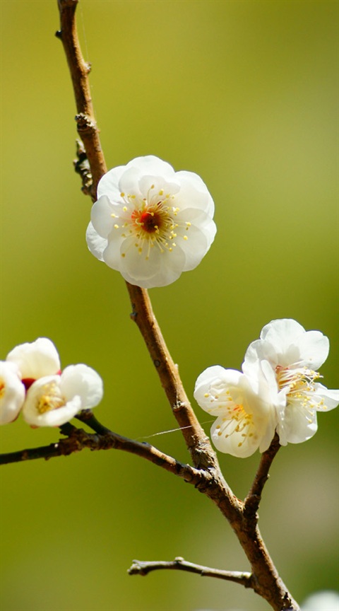 Prunus mume 梅 ウメ